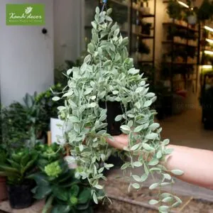 Sản phẩm hat dua dom 300x300 — Xanhdecor - Tiệm Cây Xanh — MST 0108807744