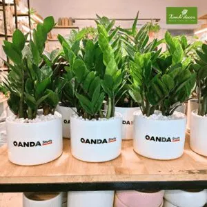 Sản phẩm qanda2 300x300 — Xanhdecor - Tiệm Cây Xanh — MST 0108807744
