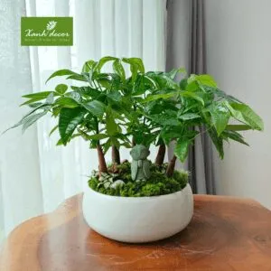Sản phẩm tieucanhkimngan2 300x300 — Xanhdecor - Tiệm Cây Xanh — MST 0108807744