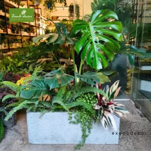 Sản phẩm 10 300x300 — Xanhdecor - Tiệm Cây Xanh — MST 0108807744