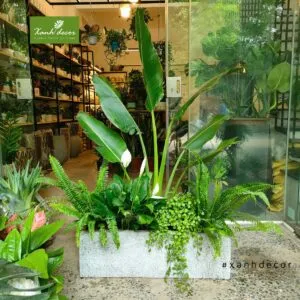 Sản phẩm 11 300x300 — Xanhdecor - Tiệm Cây Xanh — MST 0108807744