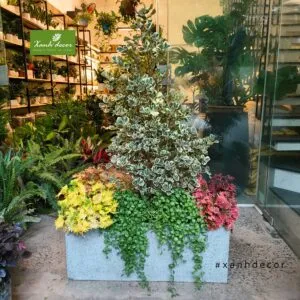 Sản phẩm 20 300x300 — Xanhdecor - Tiệm Cây Xanh — MST 0108807744
