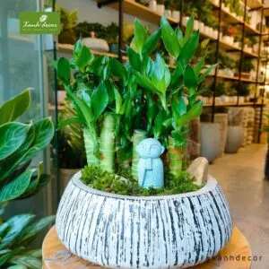 Sản phẩm truc phat loc 300x300 — Xanhdecor - Tiệm Cây Xanh — MST 0108807744