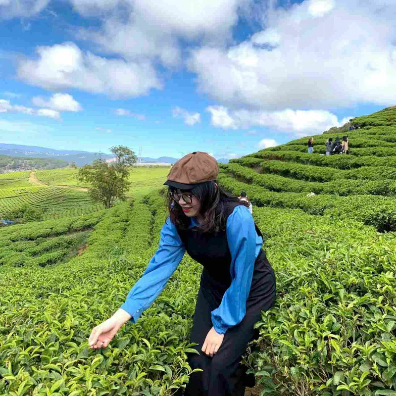 Sản phẩm girl harvesting tea on green terraced field — Công Ty TNHH Sản Xuất Và Thương Mại Nguyên Phong — MST 0108837932