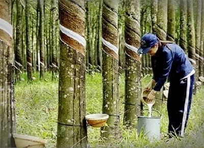 Sản phẩm xuat khau cao su 9 thang_small — Cao Su ADH Việt Nam - Công Ty TNHH Công Nghiệp ADH Việt Nam — MST 0108850404