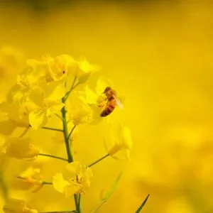 Sản phẩm bee 2021 04 05 17 30 39 utc 1 pb73jwxdrtzlu28ir7kh6aabpof7h4pu56sfoygjgo 300x300 — Mật Ong Phúc Khang - Công Ty TNHH Xuất Nhập Khẩu Mật Ong Phúc Khang — MST 0108881554