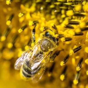Sản phẩm bee on a sunflower PFL2ELD 1 pb73jzqwcc3gsw4faqscvrkphu1b48115kqw4sccy0 300x300 — Mật Ong Phúc Khang - Công Ty TNHH Xuất Nhập Khẩu Mật Ong Phúc Khang — MST 0108881554