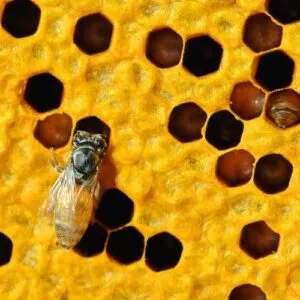 Sản phẩm close up view of the working bees on honeycells T368DB7 pb73toh0rvcug81vqfiy2tkpvsahfxhg5is16fzatk 300x300 — Mật Ong Phúc Khang - Công Ty TNHH Xuất Nhập Khẩu Mật Ong Phúc Khang — MST 0108881554