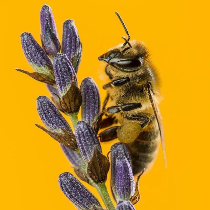 Sản phẩm honey bee foraging on a lavander in front of an or 2021 04 02 22 31 14 utc 1024x1024 — Mật Ong Phúc Khang - Công Ty TNHH Xuất Nhập Khẩu Mật Ong Phúc Khang — MST 0108881554