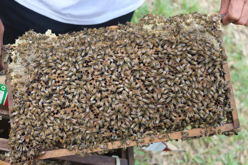 Sản phẩm z6292268370962_6240867c3c371d4e285368f0151435b8 — Mật Ong Phúc Khang - Công Ty TNHH Xuất Nhập Khẩu Mật Ong Phúc Khang — MST 0108881554