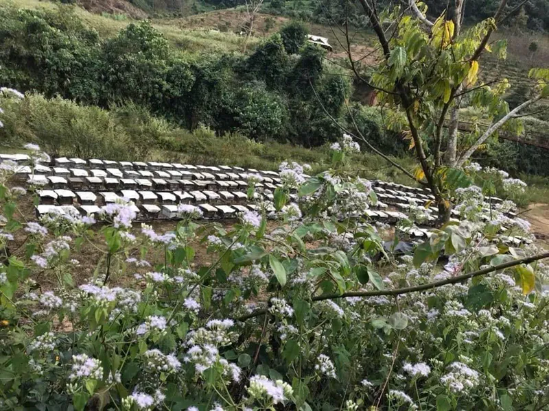Sản phẩm z6407659610297_89456d47bfc0c3e6d232f425976895a6 — Mật Ong Phúc Khang - Công Ty TNHH Xuất Nhập Khẩu Mật Ong Phúc Khang — MST 0108881554
