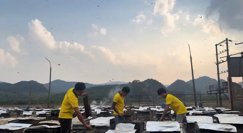 Sản phẩm z7906667915480_b011a547974ce6150a197998c087da86 — Mật Ong Phúc Khang - Công Ty TNHH Xuất Nhập Khẩu Mật Ong Phúc Khang — MST 0108881554