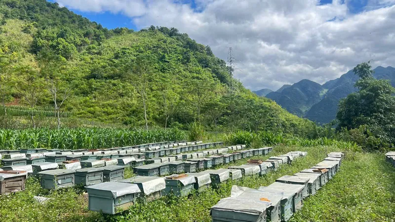 Sản phẩm z7906669643516_2758f2896da97e11d3f0bfcad8156f5b — Mật Ong Phúc Khang - Công Ty TNHH Xuất Nhập Khẩu Mật Ong Phúc Khang — MST 0108881554