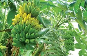 Sản phẩm Chuoi 300x192 — Công Ty Cổ Phần MUSA PACTA — MST 0108915080