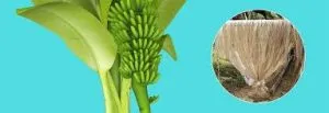 Sản phẩm images 300x103 — Công Ty Cổ Phần MUSA PACTA — MST 0108915080