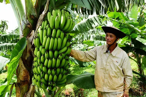Sản phẩm binh duong musapacta — Công Ty Cổ Phần MUSA PACTA — MST 0108915080