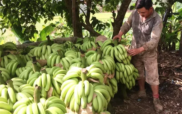 Sản phẩm lao cai musapacta — Công Ty Cổ Phần MUSA PACTA — MST 0108915080