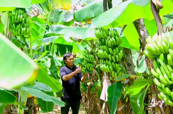 Sản phẩm thanh hoa musapacta — Công Ty Cổ Phần MUSA PACTA — MST 0108915080