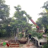 Sản phẩm ban cay dau da dat dep 200x200 — Công Ty TNHH Thương Mại Và Dịch Vụ Garden Việt Nam — MST 0109073976