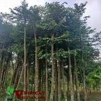 Sản phẩm ban cay sao den dam u 200x200 — Công Ty TNHH Thương Mại Và Dịch Vụ Garden Việt Nam — MST 0109073976