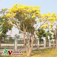 Sản phẩm cay chuong vang 1 200x200 — Công Ty TNHH Thương Mại Và Dịch Vụ Garden Việt Nam — MST 0109073976