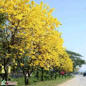 Sản phẩm cay chuong vang 300x300 — Công Ty TNHH Thương Mại Và Dịch Vụ Garden Việt Nam — MST 0109073976