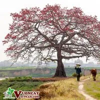 Sản phẩm cay gao cay hoa gao 200x200 — Công Ty TNHH Thương Mại Và Dịch Vụ Garden Việt Nam — MST 0109073976