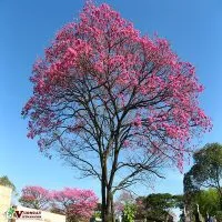 Sản phẩm cay ken hong 200x200 — Công Ty TNHH Thương Mại Và Dịch Vụ Garden Việt Nam — MST 0109073976