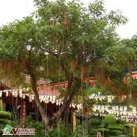 Sản phẩm cay loc vung 1 200x200 — Công Ty TNHH Thương Mại Và Dịch Vụ Garden Việt Nam — MST 0109073976