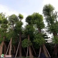 Sản phẩm cay long nao 200x200 — Công Ty TNHH Thương Mại Và Dịch Vụ Garden Việt Nam — MST 0109073976