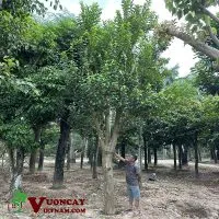 Sản phẩm Cay oi dao tan dep 200x200 — Công Ty TNHH Thương Mại Và Dịch Vụ Garden Việt Nam — MST 0109073976