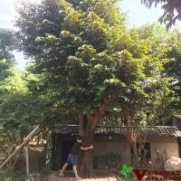 Sản phẩm Cay vu sua co thu dep 200x200 — Công Ty TNHH Thương Mại Và Dịch Vụ Garden Việt Nam — MST 0109073976