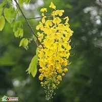 Sản phẩm dac diem cua cay muong hoang yen 200x200 — Công Ty TNHH Thương Mại Và Dịch Vụ Garden Việt Nam — MST 0109073976