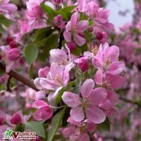 Sản phẩm dac diem cua hoa anh dao nhat ban 200x200 — Công Ty TNHH Thương Mại Và Dịch Vụ Garden Việt Nam — MST 0109073976