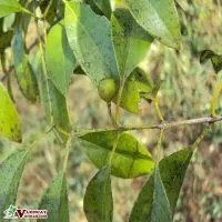 Sản phẩm dac diem hinh thai cua cay dan huong 200x200 — Công Ty TNHH Thương Mại Và Dịch Vụ Garden Việt Nam — MST 0109073976