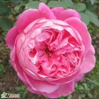 Sản phẩm dac diem hinh thai cua cay hong co sapa 200x200 — Công Ty TNHH Thương Mại Và Dịch Vụ Garden Việt Nam — MST 0109073976