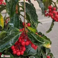 Sản phẩm dac diem hinh thai cua cay kim ngan luong 200x200 — Công Ty TNHH Thương Mại Và Dịch Vụ Garden Việt Nam — MST 0109073976