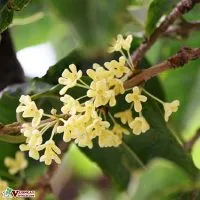 Sản phẩm dac diem hinh thai cua cay moc lan huong 200x200 — Công Ty TNHH Thương Mại Và Dịch Vụ Garden Việt Nam — MST 0109073976