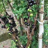 Sản phẩm dac diem hinh thai cua cay nho thango 200x200 — Công Ty TNHH Thương Mại Và Dịch Vụ Garden Việt Nam — MST 0109073976