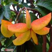 Sản phẩm dac diem hinh thai cua cay sang 1 200x200 — Công Ty TNHH Thương Mại Và Dịch Vụ Garden Việt Nam — MST 0109073976