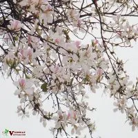 Sản phẩm dac diem noi bat cua cay hoa ban tay bac 200x200 — Công Ty TNHH Thương Mại Và Dịch Vụ Garden Việt Nam — MST 0109073976