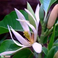 Sản phẩm dac diem tot nhat cua cay ngoc lan 200x200 — Công Ty TNHH Thương Mại Và Dịch Vụ Garden Việt Nam — MST 0109073976