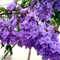 Sản phẩm dac diem tot nhat cua cay phuong tim 200x200 — Công Ty TNHH Thương Mại Và Dịch Vụ Garden Việt Nam — MST 0109073976