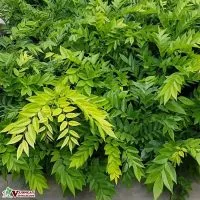 Sản phẩm dac diem tot nhat cua giong cay sua do 200x200 — Công Ty TNHH Thương Mại Và Dịch Vụ Garden Việt Nam — MST 0109073976