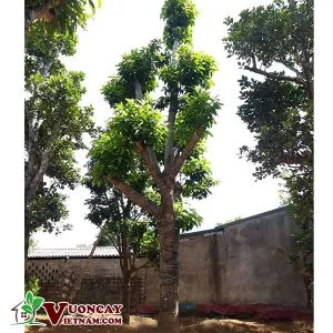 Sản phẩm dia chi chuyen mua ban cay ngoc lan dai thu khoe manh tai ha noi 300x300 — Công Ty TNHH Thương Mại Và Dịch Vụ Garden Việt Nam — MST 0109073976