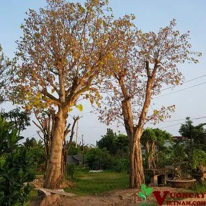 Sản phẩm dia chi mua ban cay bo de 300x300 — Công Ty TNHH Thương Mại Và Dịch Vụ Garden Việt Nam — MST 0109073976