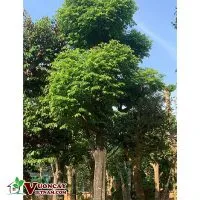Sản phẩm ky thuat trong cay thi tot nhat tai vuon cay viet nam 200x200 — Công Ty TNHH Thương Mại Và Dịch Vụ Garden Việt Nam — MST 0109073976
