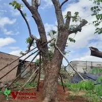 Sản phẩm mua ban cay bo co thu 200x200 — Công Ty TNHH Thương Mại Và Dịch Vụ Garden Việt Nam — MST 0109073976