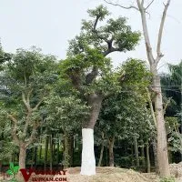 Sản phẩm mua ban cay chay 200x200 — Công Ty TNHH Thương Mại Và Dịch Vụ Garden Việt Nam — MST 0109073976
