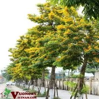 Sản phẩm mua ban cay giang huong 200x200 — Công Ty TNHH Thương Mại Và Dịch Vụ Garden Việt Nam — MST 0109073976